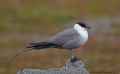 Длиннохвостый поморник фото (Stercorarius longicaudus) - изображение №1286 onbird.ru.<br>Источник: www.austin-thomas.co.uk